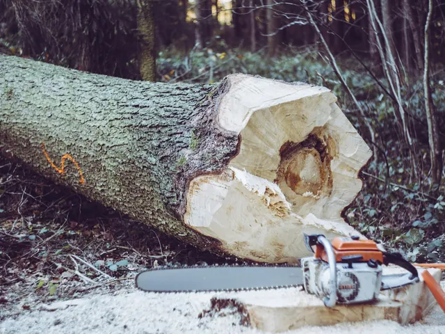 Tronçonneuse posée devant une bille de bois fraîchement coupée