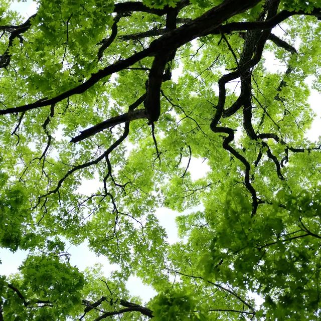 Feuillage d'un grand arbre vu d'en dessous