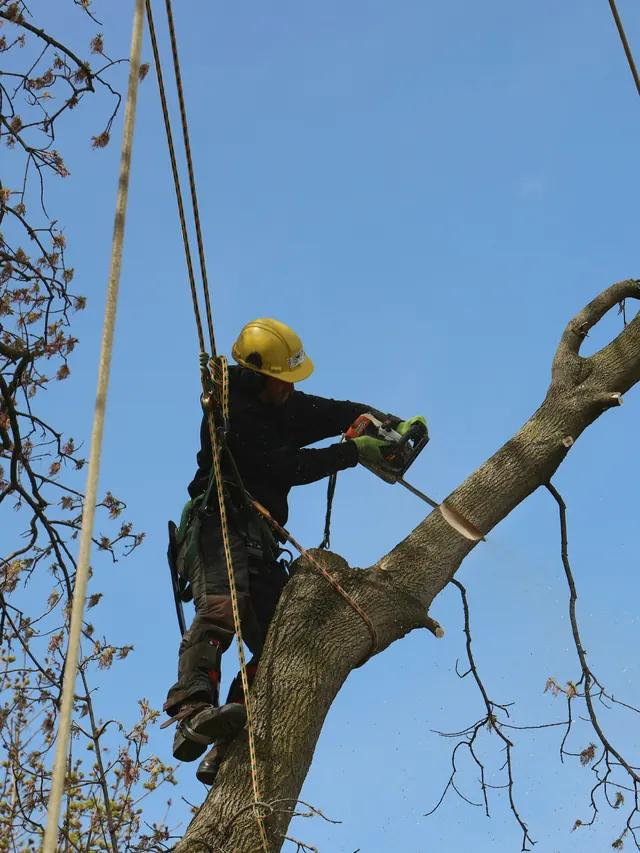 Élagueur grimpeur sur une branche, sur fond de ciel bleu