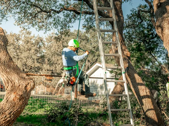Élagueur encordé travaillant dans un chêne, échelle en appui