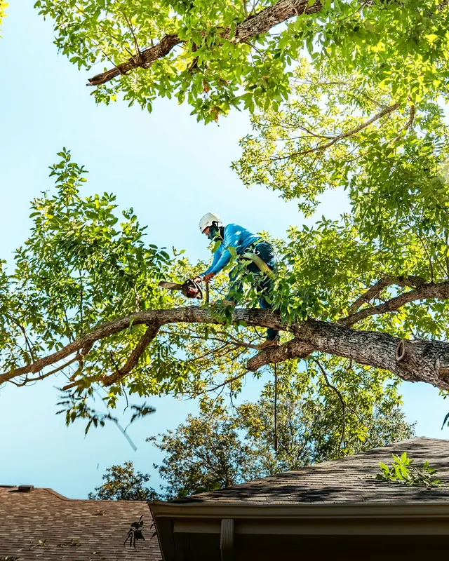 Élagueur dans le feuillage d'un grand arbre au-dessus d'une toiture