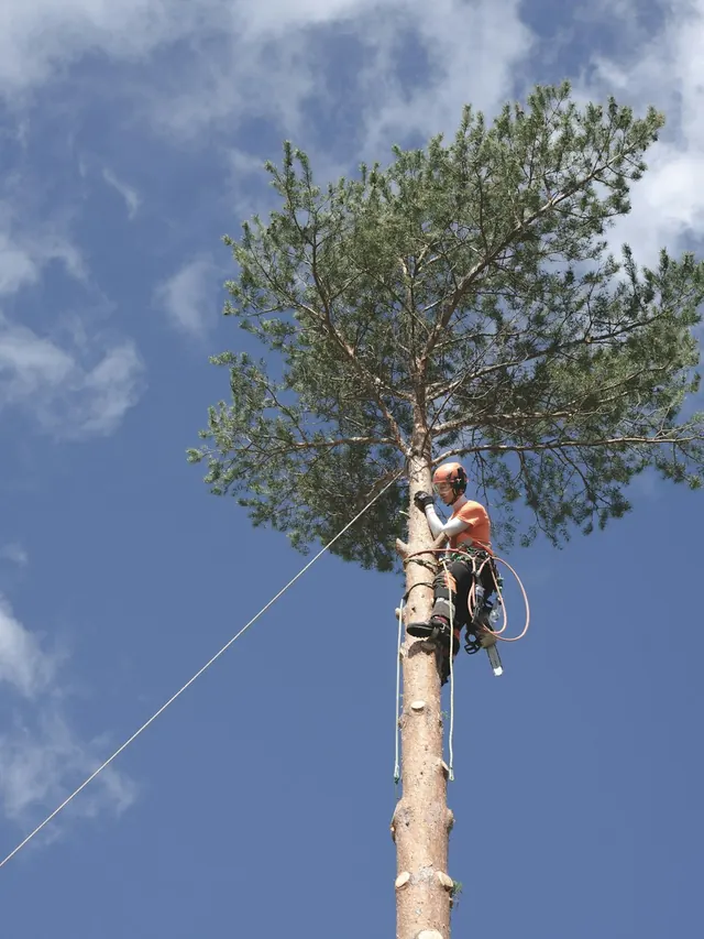 Élagueur au sommet d'un grand pin en cours de démontage
