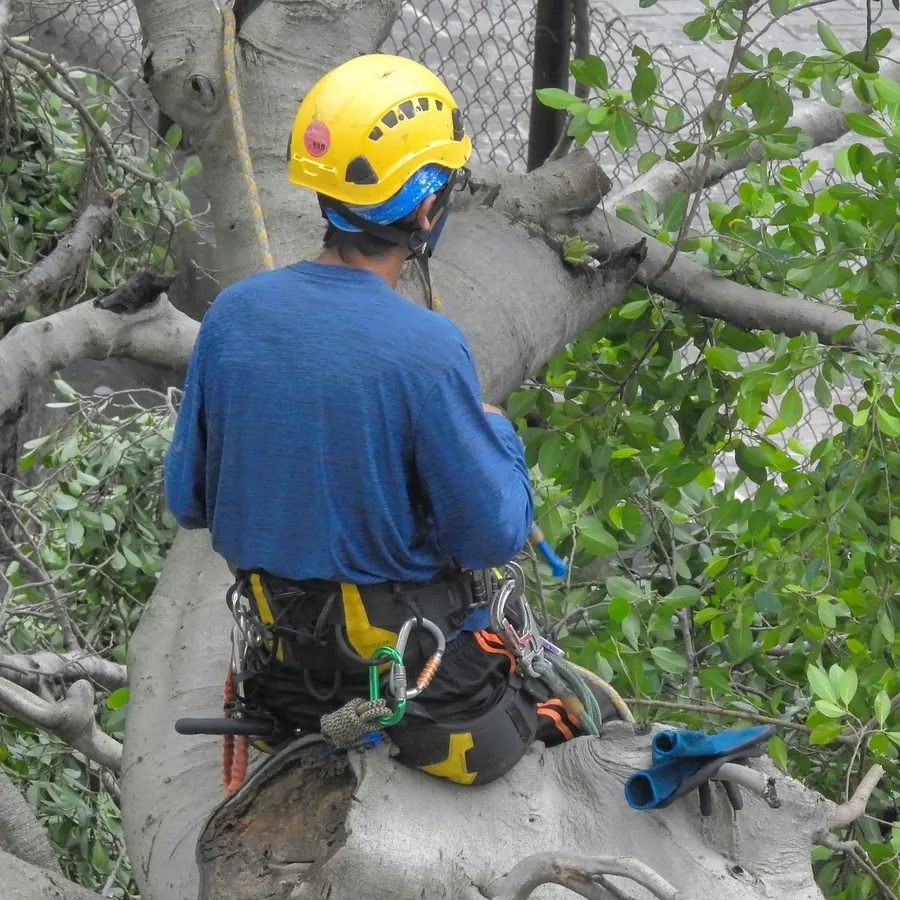 Élagueur encordé, casque et harnais, au milieu du feuillage