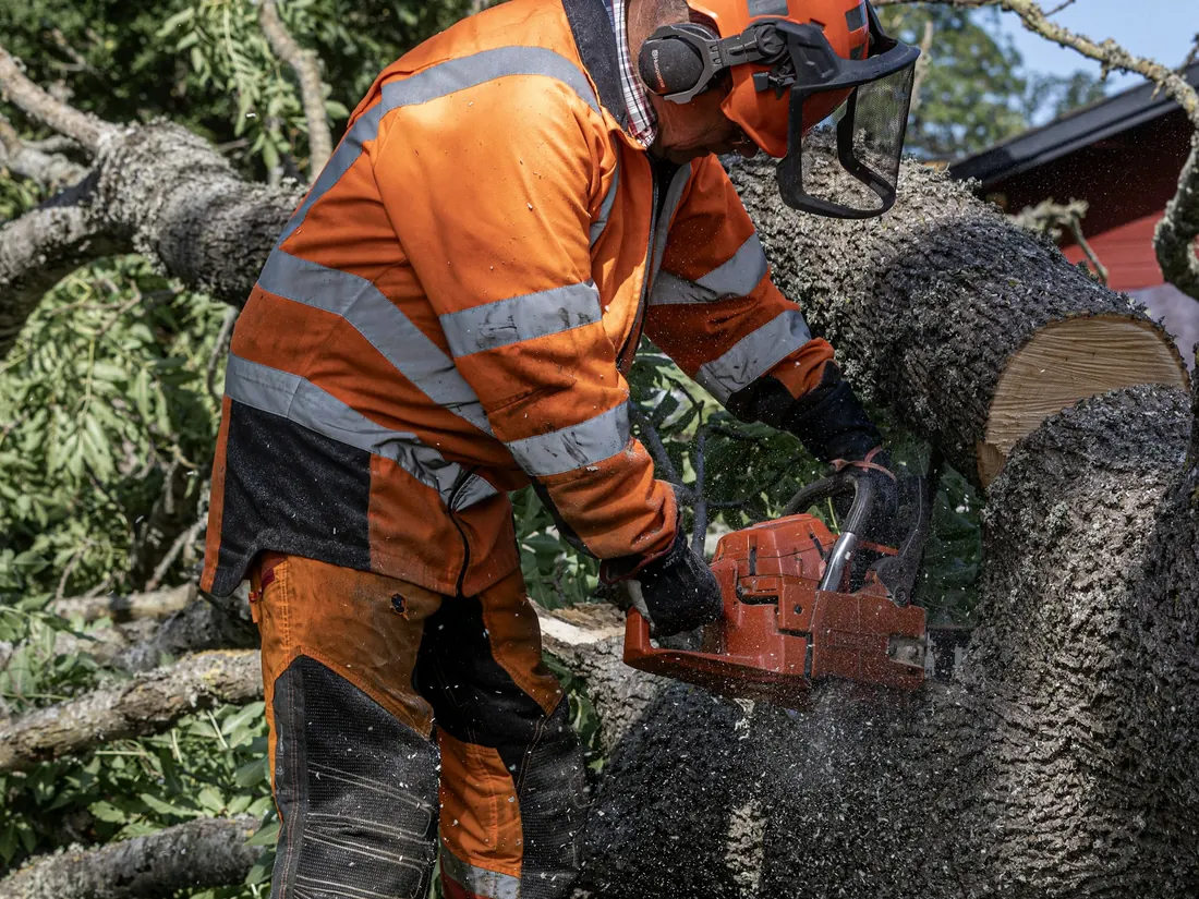 Bûcheron en tenue de sécurité orange débitant un gros tronc à la tronçonneuse