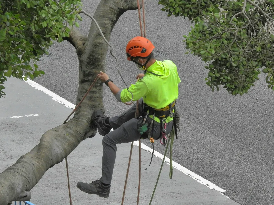 Élagueur encordé en tenue haute visibilité sur la branche d'un grand arbre