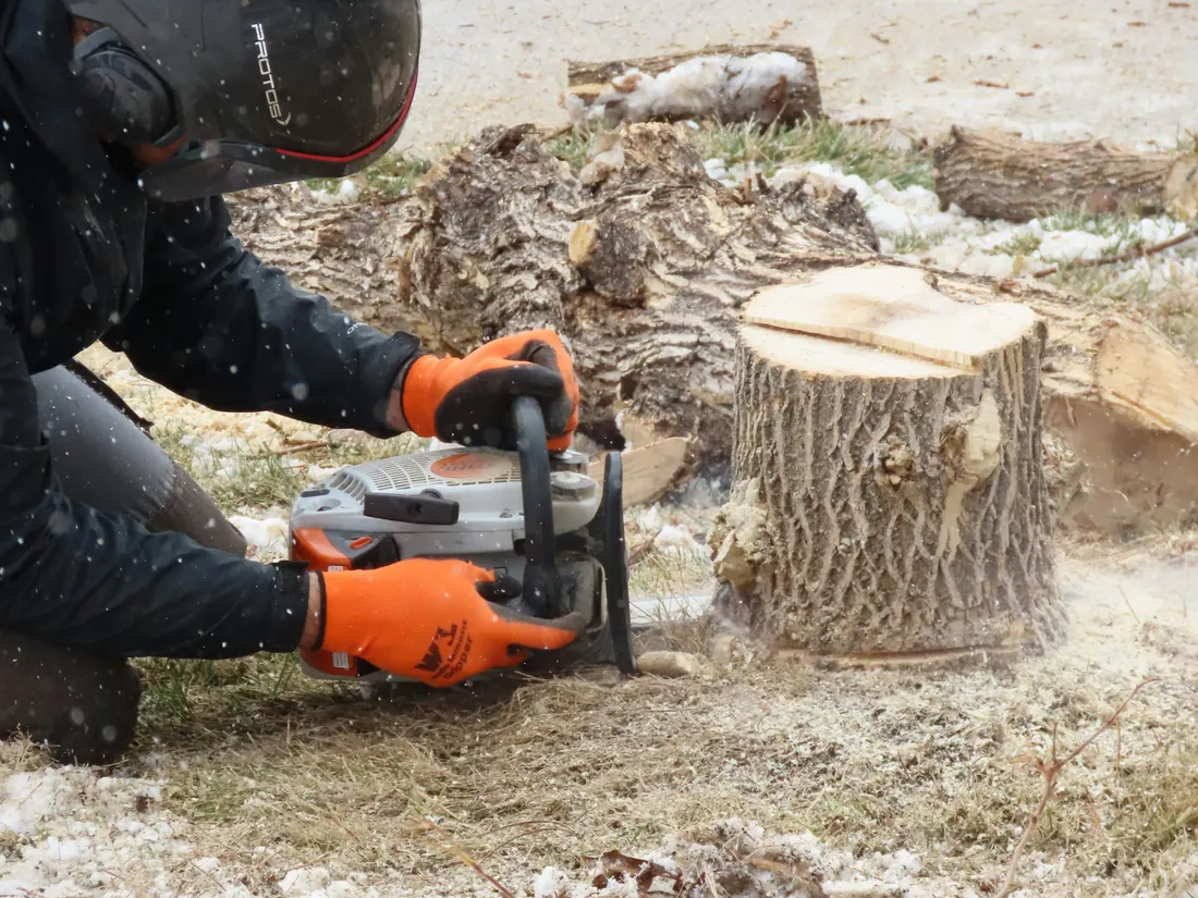 Découpe à la tronçonneuse au pied d'une souche, sciure au sol